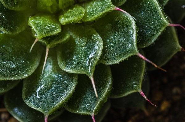 Macro of succulent cactus belonging to the family of Crassulaceae with water droplets