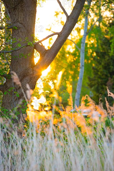 The warm light of the setting sun falls through grasses and trees, summer evening in the forest by the lake, rays of light, common reed (Phragmites australis) or reeds against the light, dancing mosquitoes, mosquitoes (Culicidae), Steinhuder Meer nature park Park, Lower Saxony, Germany, Europe