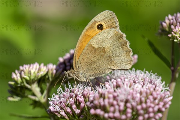 Large heath (Coenonympha tullia), foraging, Gahlen, North Rhine-Westphalia, Germany, Europe