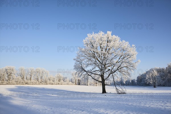 Snowy winter landscape near Polling an der Ammer. Polling, Paffenwinkel, Upper Bavaria, Germany, Europe