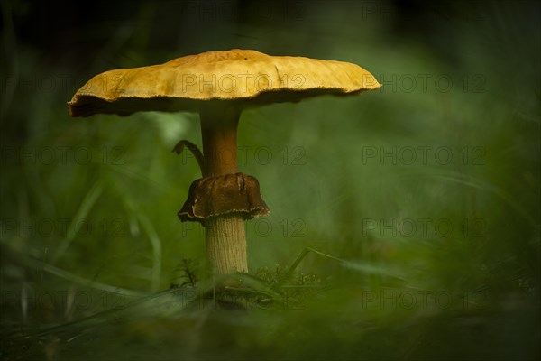 Mushroom on forest meadow, Mindelheim, Unterallgaeu, Bavaria, Germany, Europe