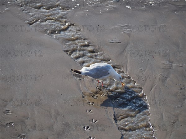 Seagull bird animal