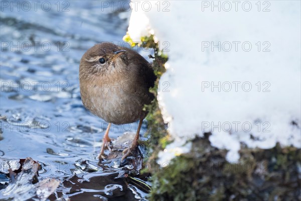 Eurasian wren (Troglodytes troglodytes) standing in a stream bed, winter, Hesse, Germany, Europe