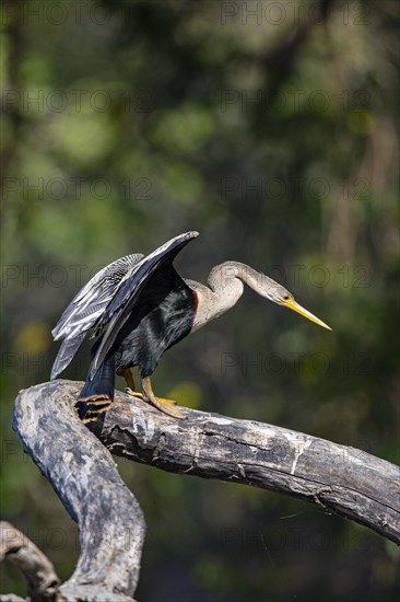 American darter (Anhinga anhinga) Pantanal Brazil