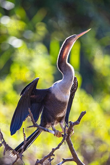 American darter (Anhinga anhinga) Pantanal Brazil