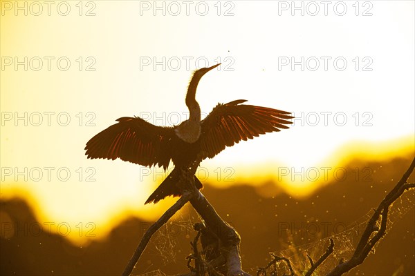 American darter (Anhinga anhinga) Pantanal Brazil