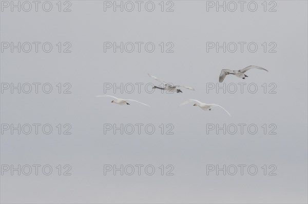 Tundra swans (Cygnus bewickii), flying, Emsland, Lower Saxony, Germany, Europe