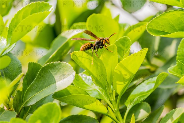 Large brown and black wasp resting on a leaf of a green plant on a bright sunny day
