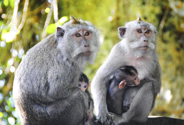 Family of monkeys with two babies in Bali, Indonesia, Asia