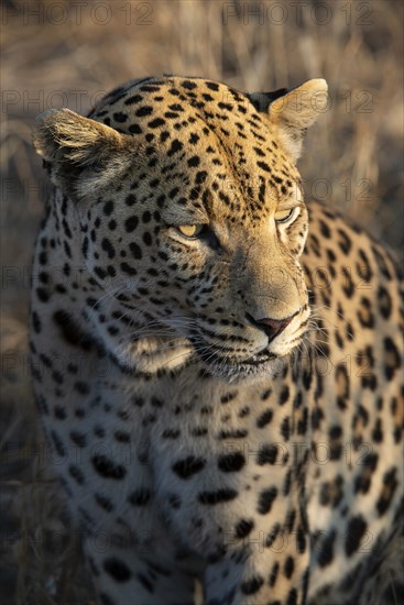 Leopard (Panthera pardus), Khomas region, Namibia, Africa