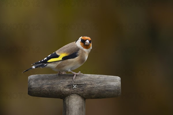 European goldfinch (Carduelis carduelis) adult bird on a garden fork handle, Suffolk, England, United Kingdom, Europe