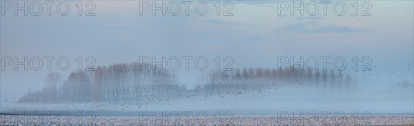 Morning calm in the lowlands in the winter months. Bas-Rhin, Alsace, Grand Est, France, Europe