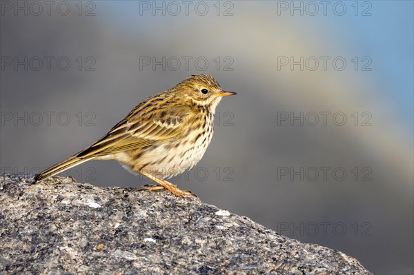 Meadow Pipit, Heligoland