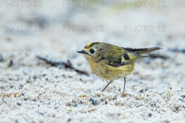 Goldcrest, Heligoland