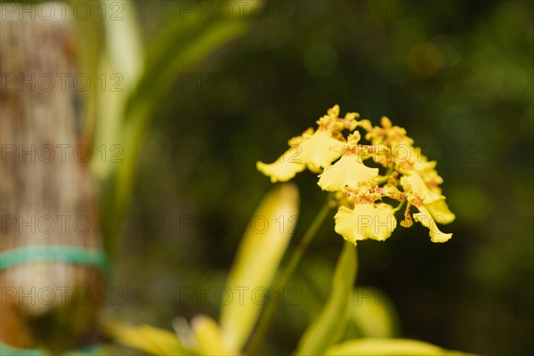 Yellow orchid flower in botanical garden, selective focus, copy space, malaysia, Kuching orchid park