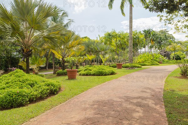 Palm collection in city park in Kuching, Malaysia, tropical garden with large trees and lawns, gardening, landscape design. Daytime with cloudy blue sky, Asia