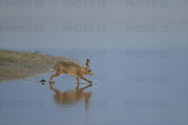 Brown hare (Lepus europaeus) adult animal running across shallow water of a lagoon, Lincolnshire, England, United Kingdom, Europe