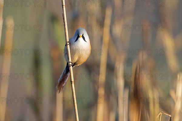 bearded tit