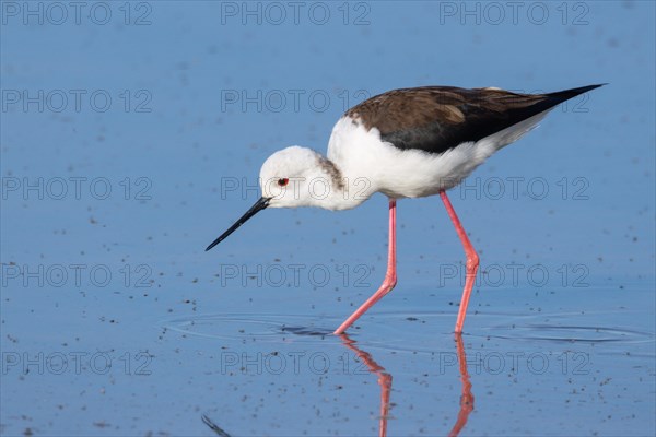 Stilt walker