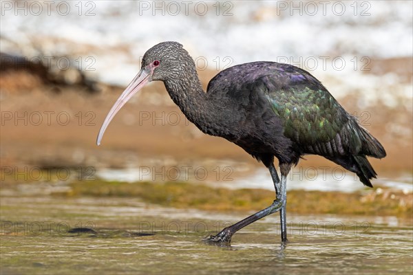 Puna Ibis