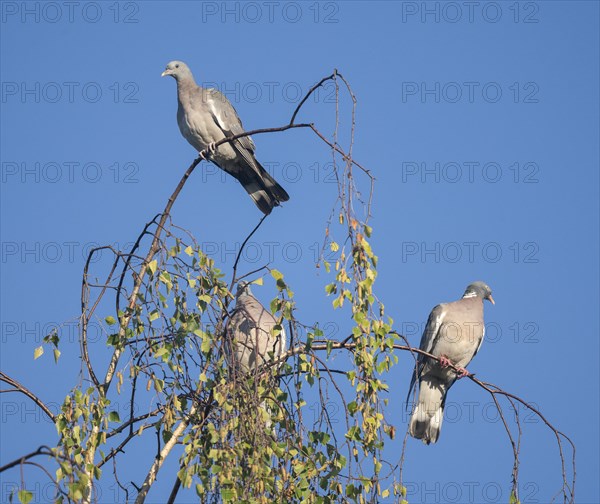 Common wood pigeon (Columba palumbus), young bird and adult sitting in a birch (Betula), Lower Saxony, Germany, Europe