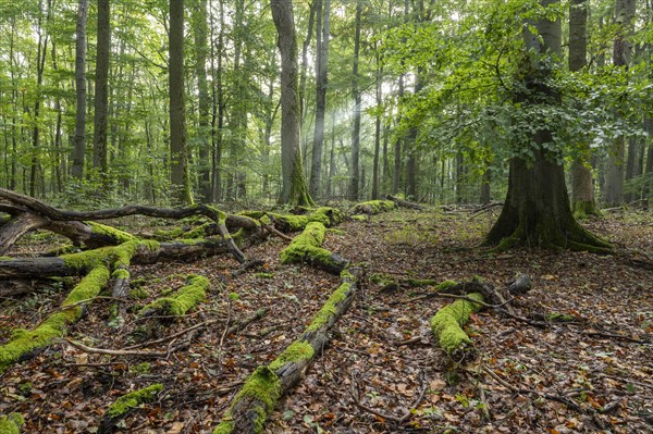 Near-natural mixed deciduous forest, moss-covered deadwood, sunbeams, Hainich National Park, Thuringia, Germany, Europe