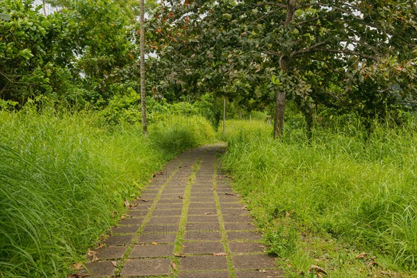 Campuhan ridge walk, Bali, Indonesia, track on the hill with grass, large trees, jungle and rice fields. Travel, tropical, Ubud, Asia