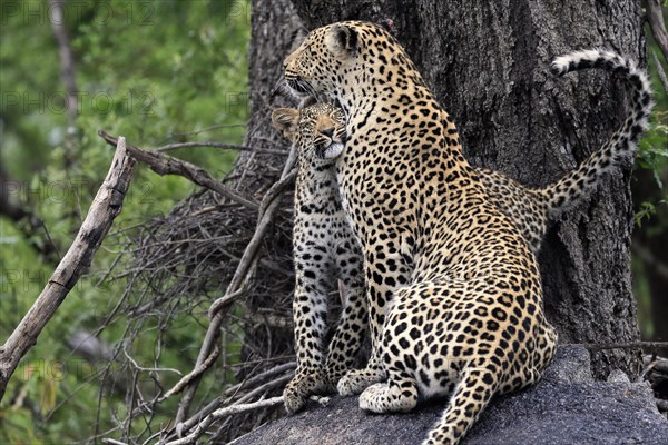 Leopard (Panthera pardus), adult with young, observed, social behaviour, Sabi Sand Game Reserve, Kruger NP, Kruger National Park, South Africa, Africa