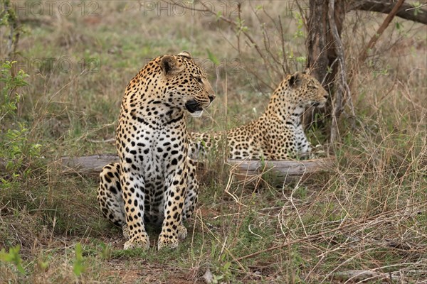 Leopard (Panthera pardus), adult, pair, alert, Sabi Sand Game Reserve, Kruger NP, Kruger National Park, South Africa, Africa