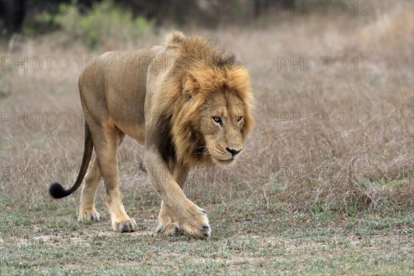 Lion (Panthera leo), adult, male, stalking, vigilant, Sabi Sand Game Reserve, Kruger National Park, Kruger National Park, South Africa, Africa