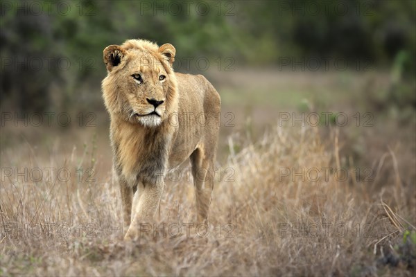 Lion (Panthera leo), adult, male, stalking, vigilant, Sabi Sand Game Reserve, Kruger National Park, Kruger National Park, South Africa, Africa