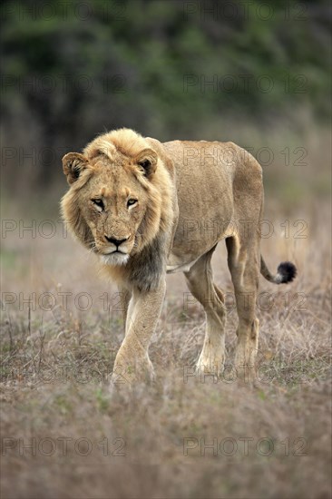 Lion (Panthera leo), adult, male, stalking, vigilant, Sabi Sand Game Reserve, Kruger National Park, Kruger National Park, South Africa, Africa