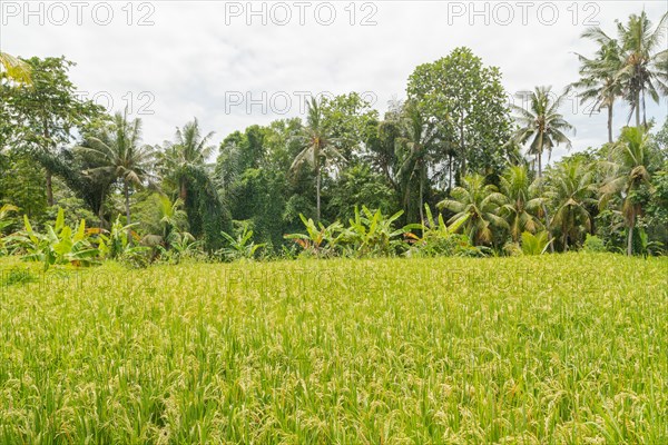 Rice fields in countryside, Ubud, Bali, Indonesia, green grass, large trees, jungle and cloudy sky. Travel, tropical, agriculture, Asia