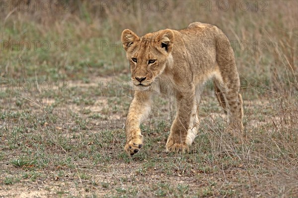 Lion (Panthera leo), young, stalking, alert, Sabi Sand Game Reserve, Kruger National Park, Kruger National Park, South Africa, Africa