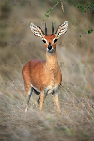 Steenbok (Raphicerus campestris), adult, male, vigilant, dwarf antelope, Kruger National Park, Kruger National Park, South Africa, Africa