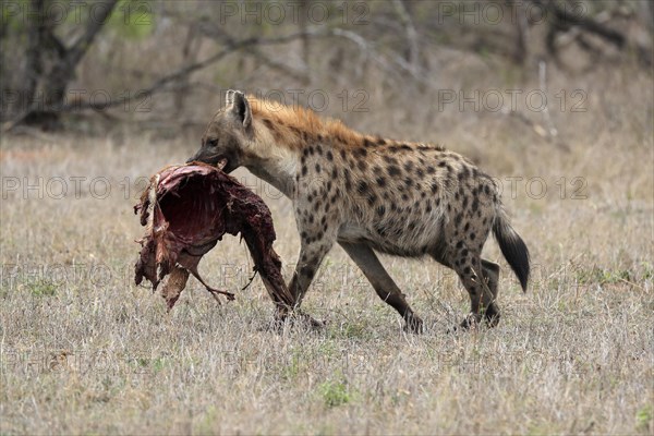 Spotted hyena (Crocuta crocuta), adult, with prey, carrying prey, running, Sabi Sand Game Reserve, Kruger National Park, Kruger National Park, South Africa, Africa