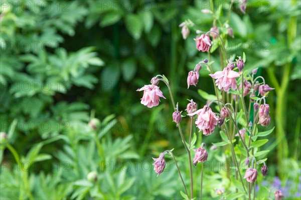 Beautiful columbine or aquilegia pink flowers in the garden, selective focus