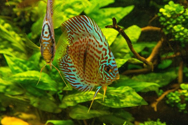 Colorful Discus fish floating in the aquarium with decorative water plants background