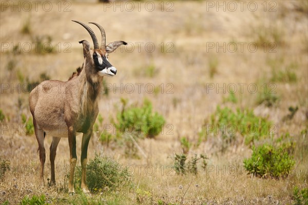 Roan Antelope (Hippotragus equinus) in the dessert, captive, distribution Africa