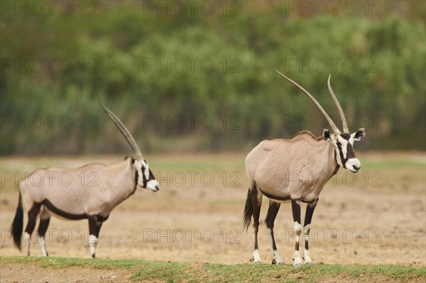 South African oryx (Oryx gazella) in the dessert, captive, distribution Africa