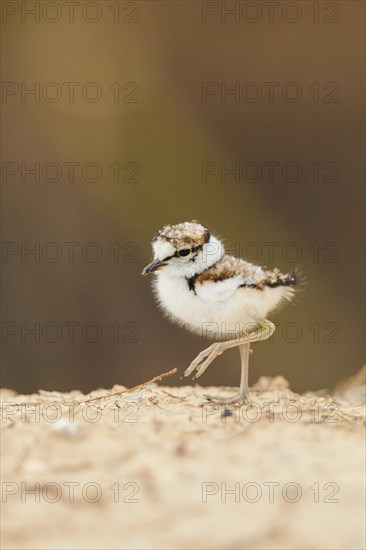 Little ringed plover (Charadrius dubius) chick on the ground, France, Europe