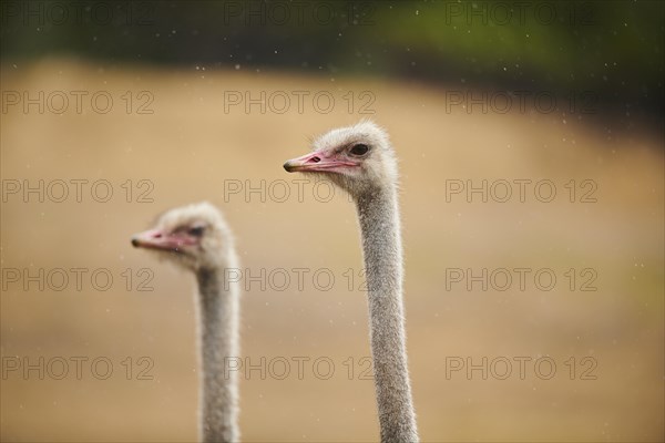 Common ostrichs (Struthio camelus), portrait, captive, distribution Africa