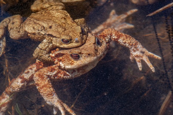 Common toad (Bufo bufo) in a pond during the breeding season in spring. Haut-Rhin, Alsace, Grand Est, France, Europe