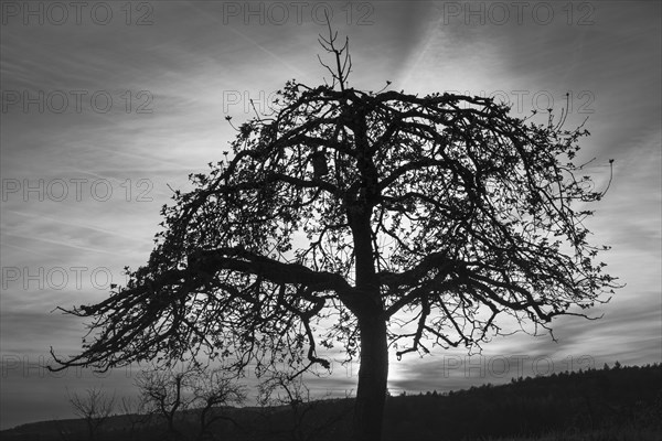 Silhouette of a single fruit tree in a meadow against the evening sky. Between Neckargemuend and Wiesenbach, Rhein-Neckar-Kreis, Kleiner Odenwald, Baden-Wuerttemberg, Germany, Europe