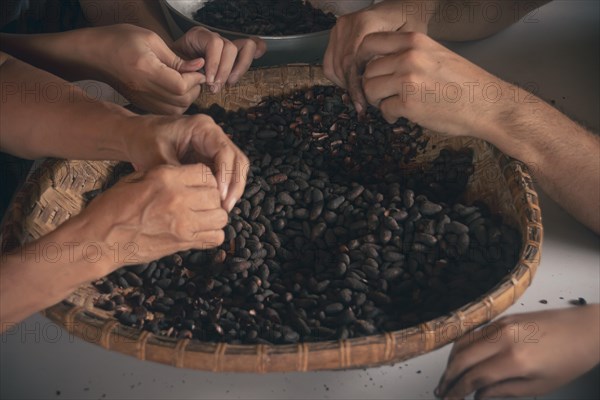 Overhead of hands peeling roasted cocoa seeds as a family work together to make handmade Filipino chocolate or tableya, Siocon, Philippines, Asia