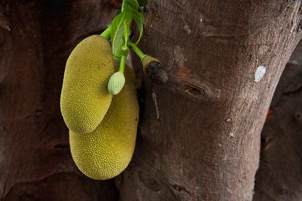 Jackfruit tree (Artocarpus heterophyllus), on a tree, Auroville, near Pondicherry or Puducherry, Tamil Nadu, India, Asia