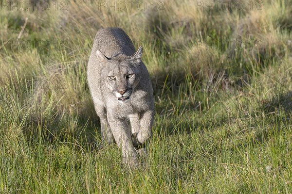 Cougar (Cougar concolor), silver lion, mountain lion, cougar, panther, small cat, Torres del Paine National Park, Patagonia, end of the world, Chile, South America