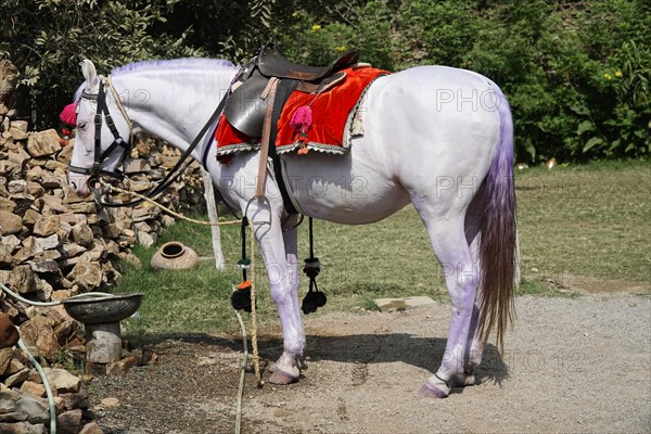 Wedding horse, Udaipur, Rajasthan, India, Asia