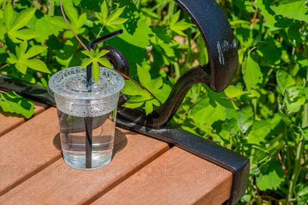 Single use plastic cup and straw left on wooden bench in public park on sunny day in Sintanjin, South Korea, Asia