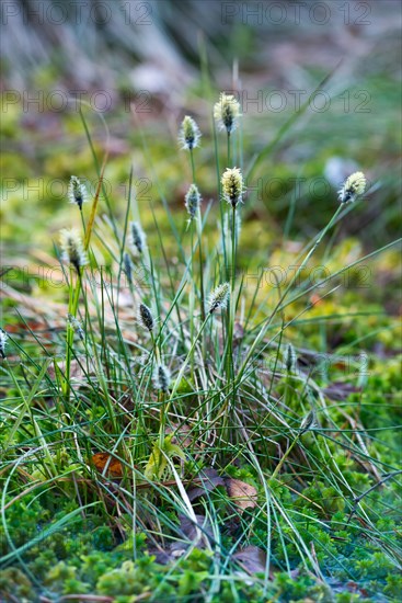 Hare's-tail cottongrass (Eriophorum vaginatum), inflorescences, and peat moss (Sphagnum) or pale moss, Pietzmoor nature reserve, Lueneburg Heath, Lower Saxony, Germany, Europe